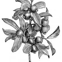 Strawberry Guava