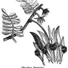 Swainsona Formosa