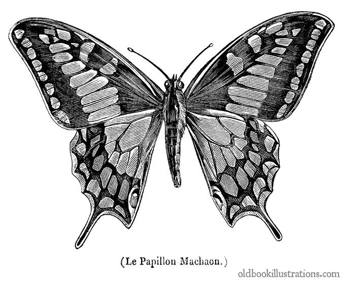Old World Swallowtail