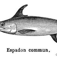 Swordfish