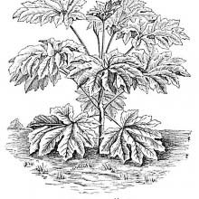 Tetrapanax Papyrifer