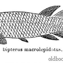 Dipterus (Thursius) Macrolepidotus