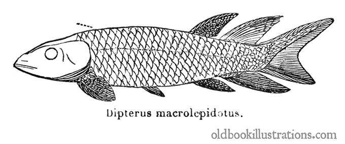 Dipterus (Thursius) Macrolepidotus