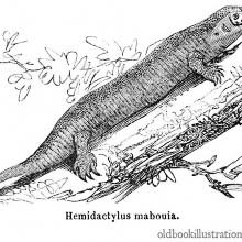 Tropical House Gecko