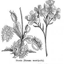 Venus flytrap