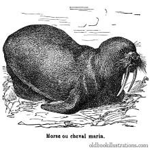 Walrus