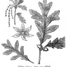 White Oak