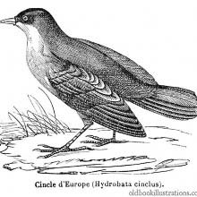 White-Throated Dipper