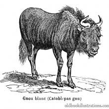 Black Wildebeest (Gnu)