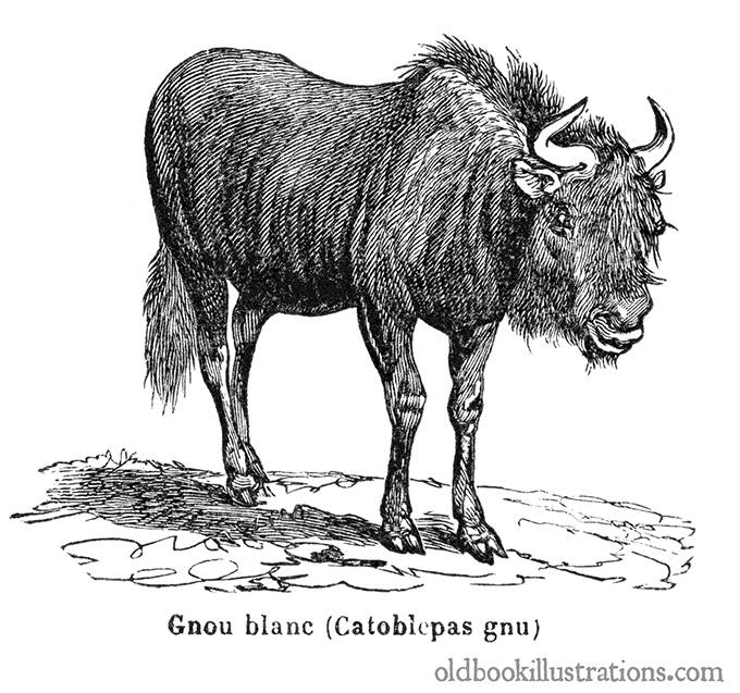 Black Wildebeest (Gnu)