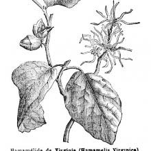 Witch Hazel