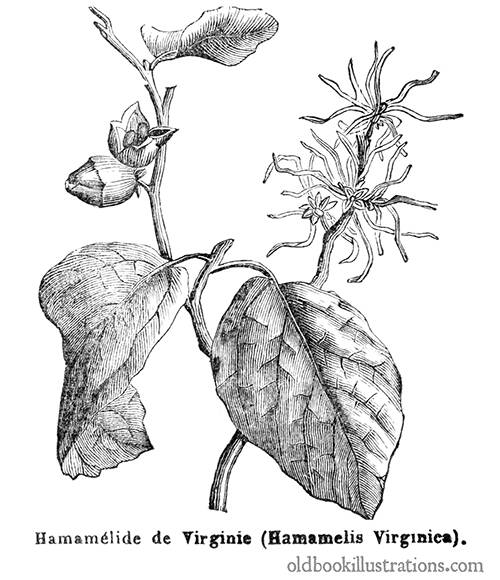 Witch Hazel