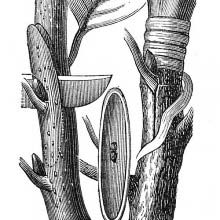 Bud graft (Budding)