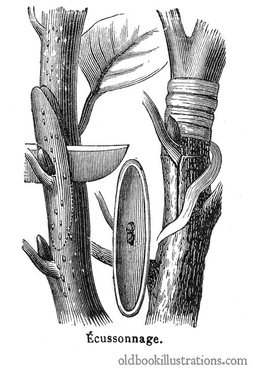 Bud graft (Budding)