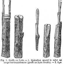Cleft graft