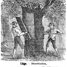 Harvesting cork