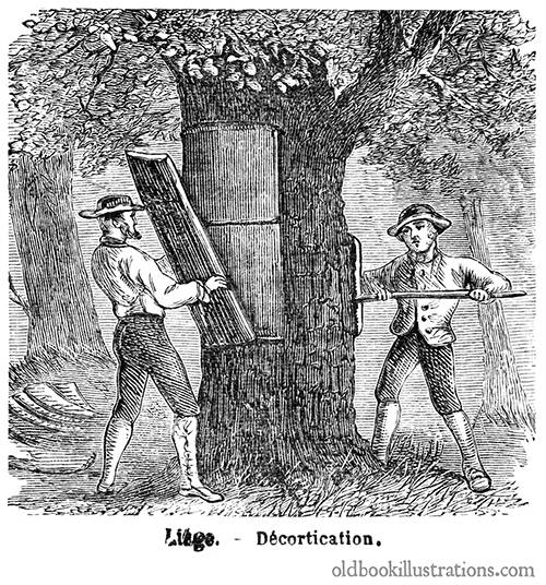 Harvesting cork