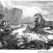 Furious lion