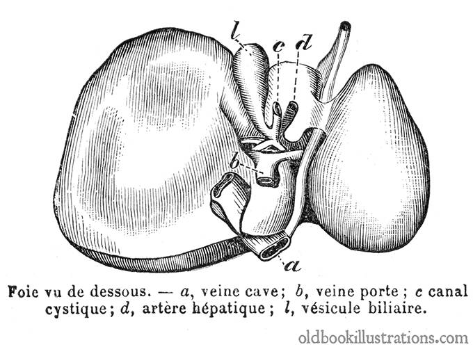 Liver