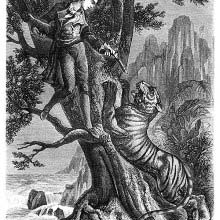 battle of the tiger mother battle of the tiger mother