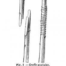 Whip and tongue graft (1)