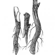 Whip and tongue graft (2)