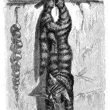 Three mice look at a cat hanging on a peg and looking like he could be dead