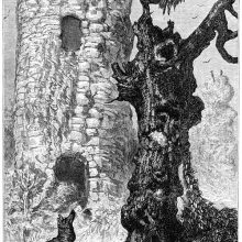 A rooster perched high on a dead tree looks down at the fox talking to him