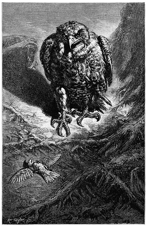 A hawk moves threateningly towards a nightingale sprawled on the ground