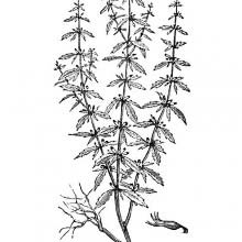 American Pennyroyal