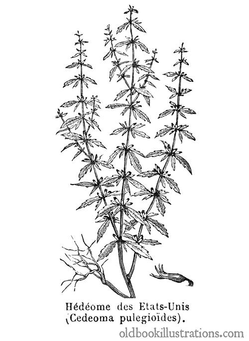 American Pennyroyal