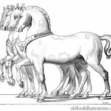 The Horses of San Marco