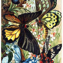 Butterflies