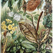 Insect Mimicry