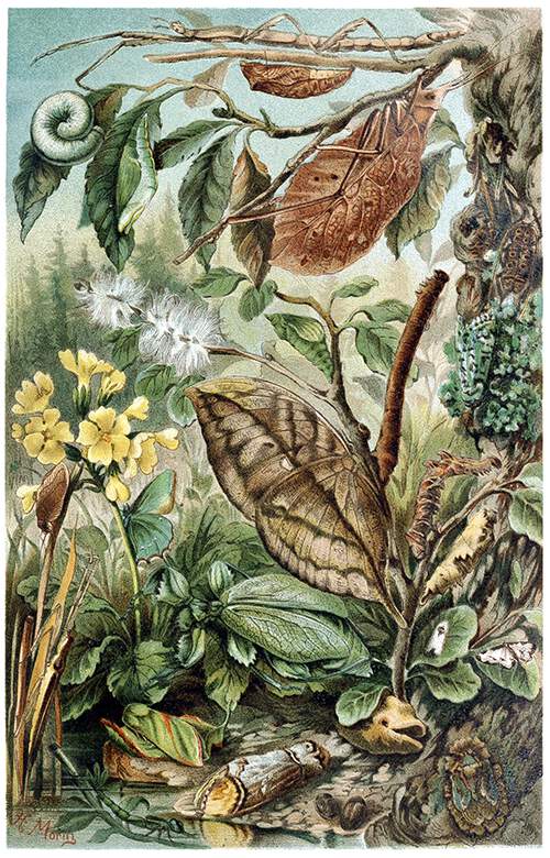 Insect Mimicry Old Book Illustrations