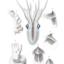 Blanket Octopus