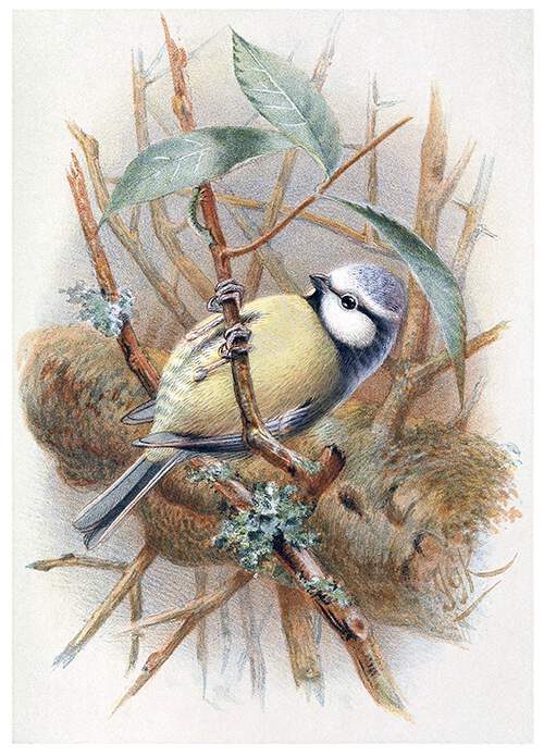 Eurasian blue tit