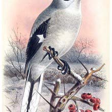 Great grey shrike