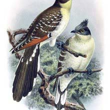 Great spotted cuckoo