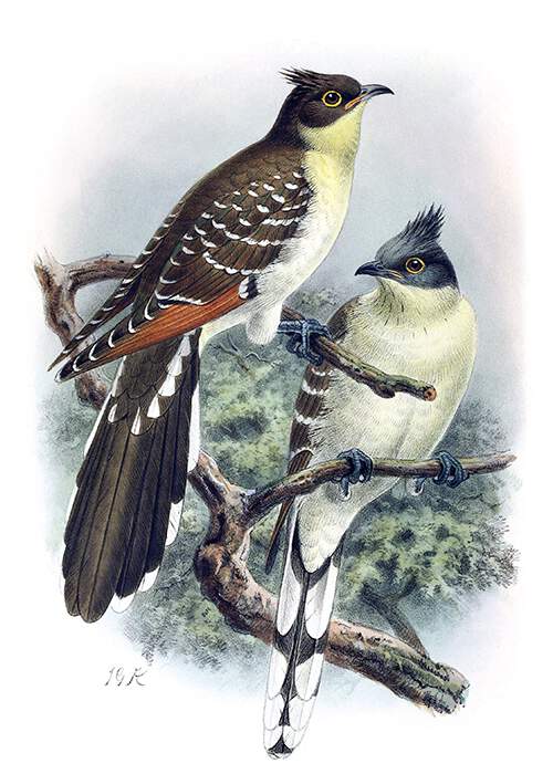 Great spotted cuckoo