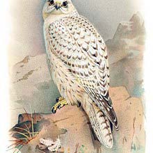 Greenland Gyrfalcon