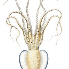 Pinnoctopus Cordiformis