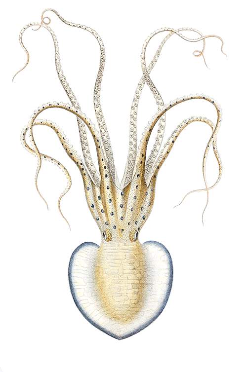 Pinnoctopus Cordiformis