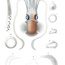 Rossia macrosoma