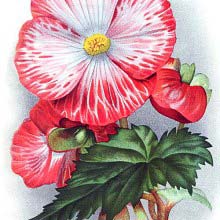 Tuberous begonia Mme Joseph Eliat