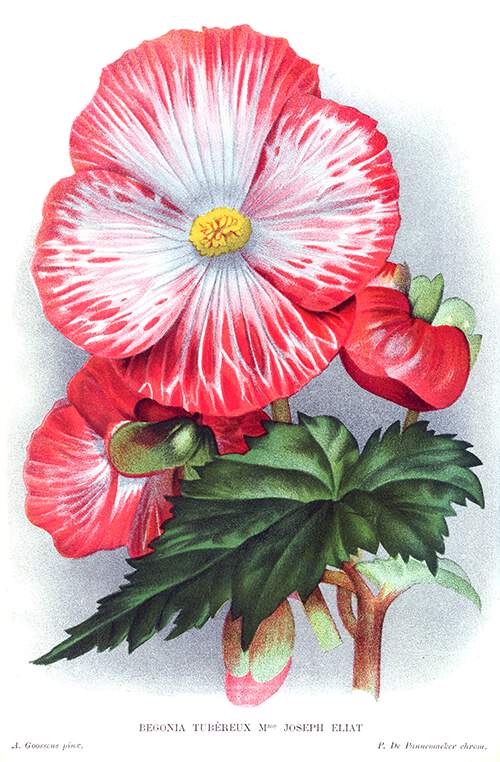 Tuberous begonia Mme Joseph Eliat
