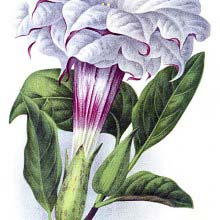Datura metel cornucopia