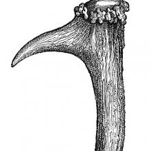 Gardening tool made of stag's horn