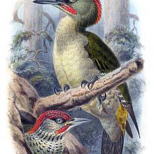European Green Woodpecker