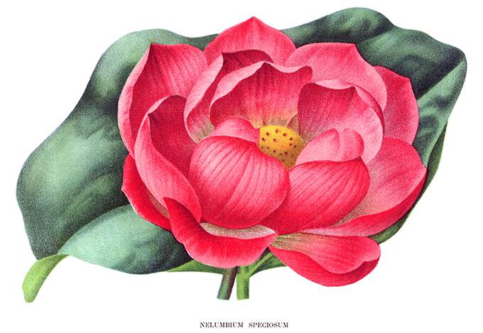 Nelumbo Nucifera